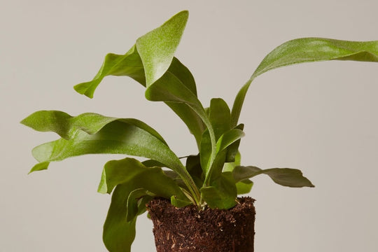 Cheap Indoor Plants You Can Buy Online