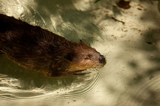 Try A Castoreum Bourbon Drink &amp; Sip The Anal Sac Juice Of A Beaver