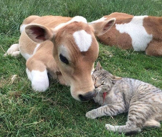 These Happy Cows On Reddit Are Almost Too Pure For Words